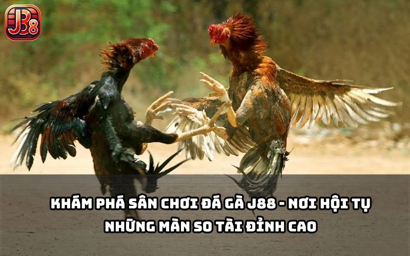 Đá Gà J88 là nơi anh em đam mê có thể theo dõi những trận thư hùng gay cấn từng giây Đá Gà J88 là nơi anh em đam mê có thể theo dõi những trận thư hùng gay cấn từng giây