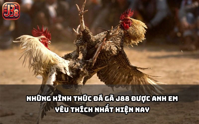 Đá Gà J88 đa dạng hình thức như gà Thomo, cựa sắt, Campuchia… chiều lòng mọi anh em Đá Gà J88 đa dạng hình thức như gà Thomo, cựa sắt, Campuchia… chiều lòng mọi anh em