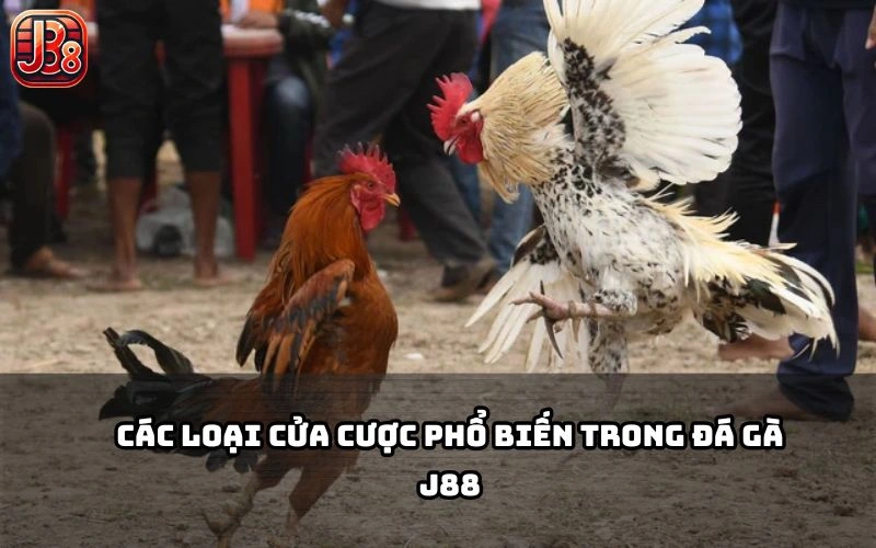 Đá Gà J88 cung cấp nhiều loại kèo cược dễ hiểu, ăn cao, giúp anh em vào kèo cực mượt Đá Gà J88 cung cấp nhiều loại kèo cược dễ hiểu, ăn cao, giúp anh em vào kèo cực mượt